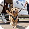 Pet assistance ★ 
